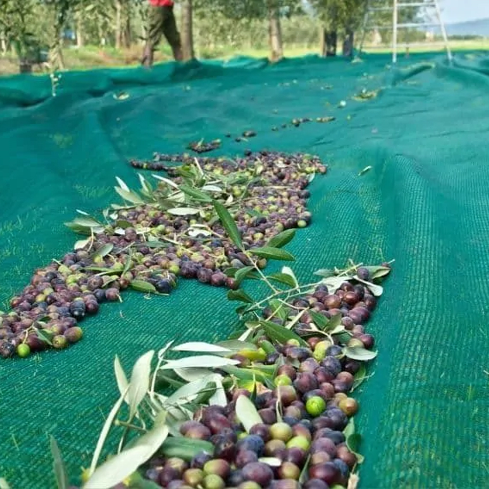حصاد الزيتون صافي