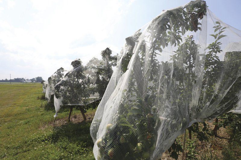 شبكات الحشرات مقابل المبيدات الحشرية: ما هو الحل الأفضل لمزرعتك؟