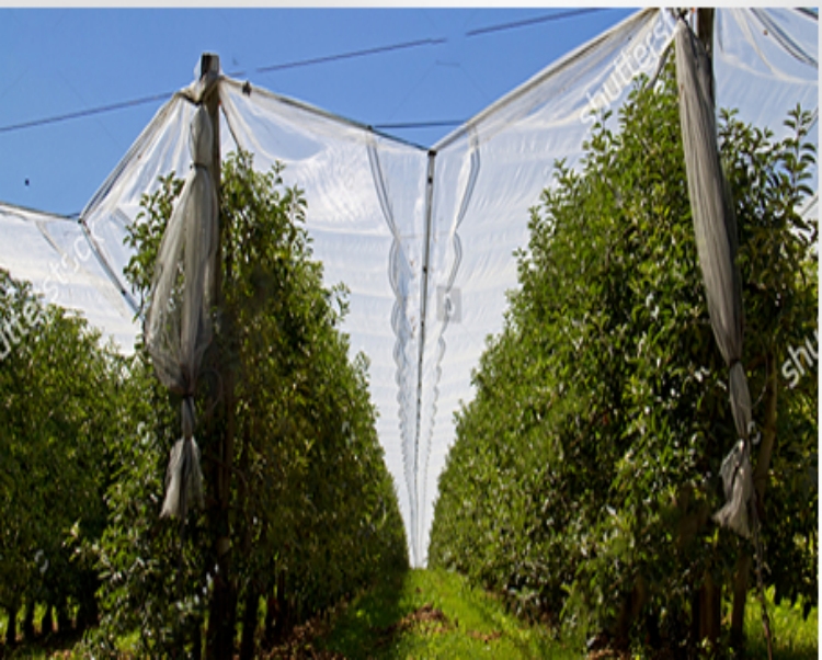 hail protection net شبكة