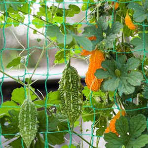 مصنع Trellis Netting
