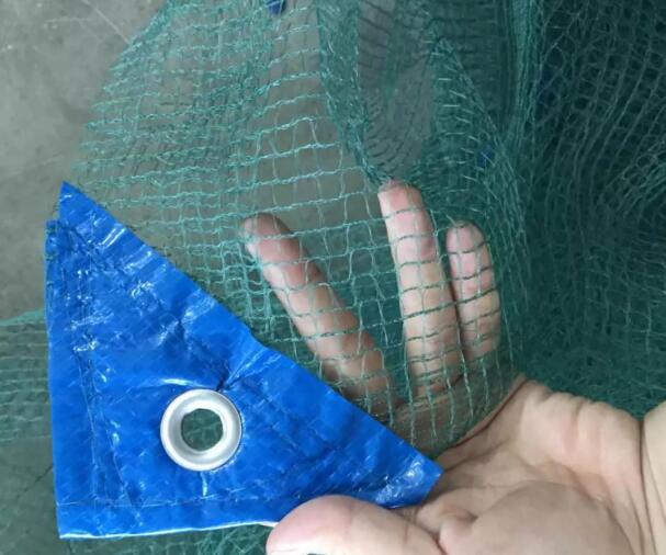 شبكة الزيتون 10