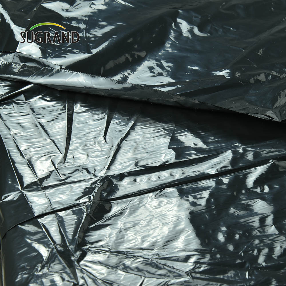 سعر المصنع الرخيص فيلم Black Plastic Mulch Biodechgedable UV Film for Agricultural