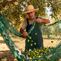 ميليسا داينز