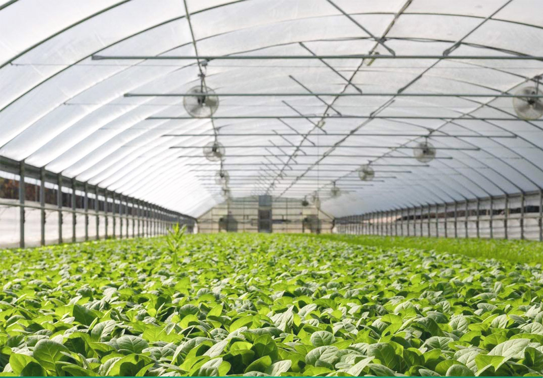 شبكة الحشرات 1