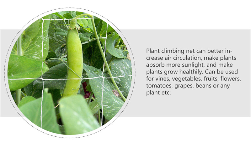 plant climbing net شبكة تسلق النبات