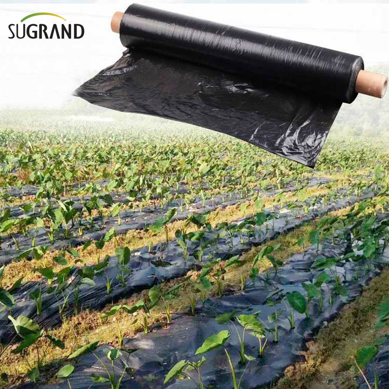 Biotelo Biodechgedable Mulch Film Agriplast Mulching