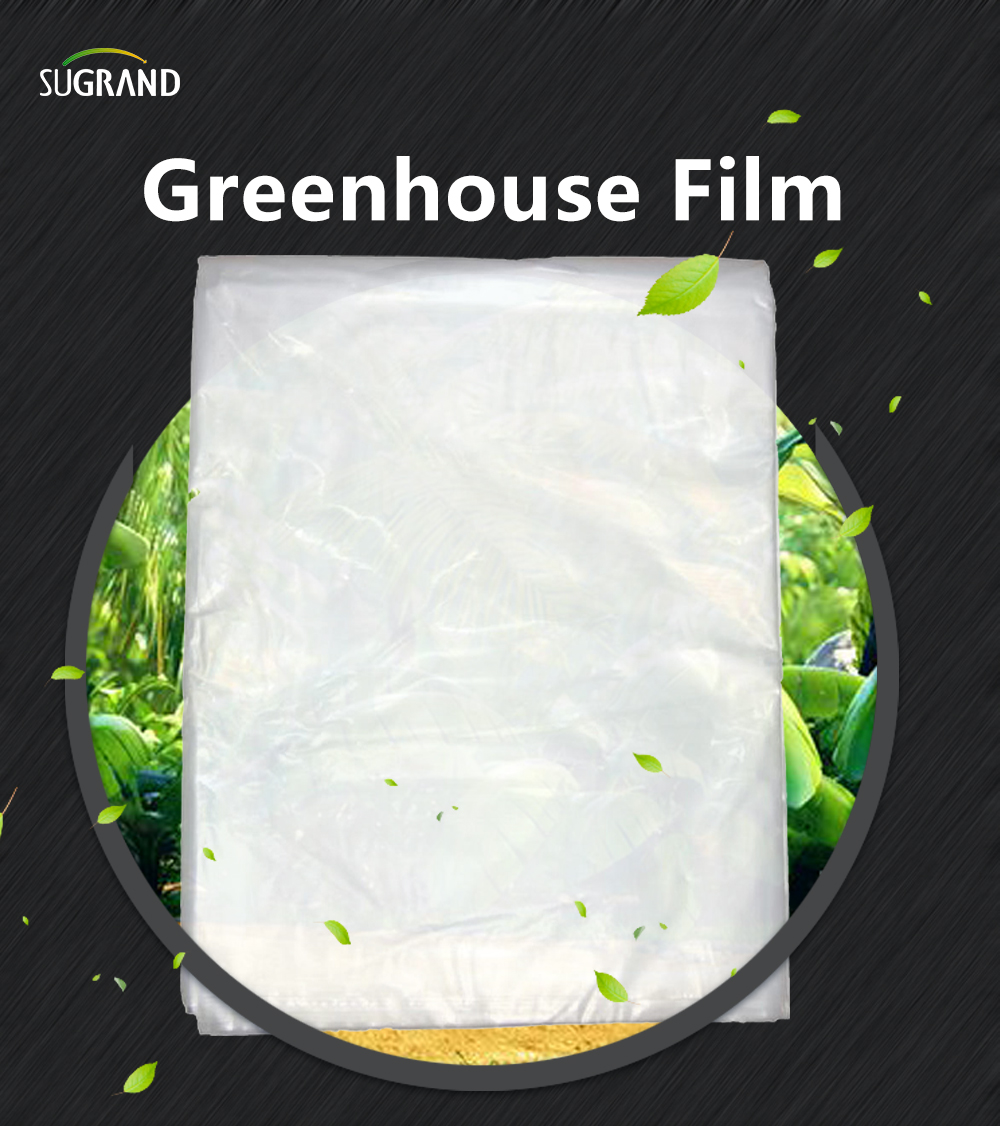فيلم Greenhouse 1