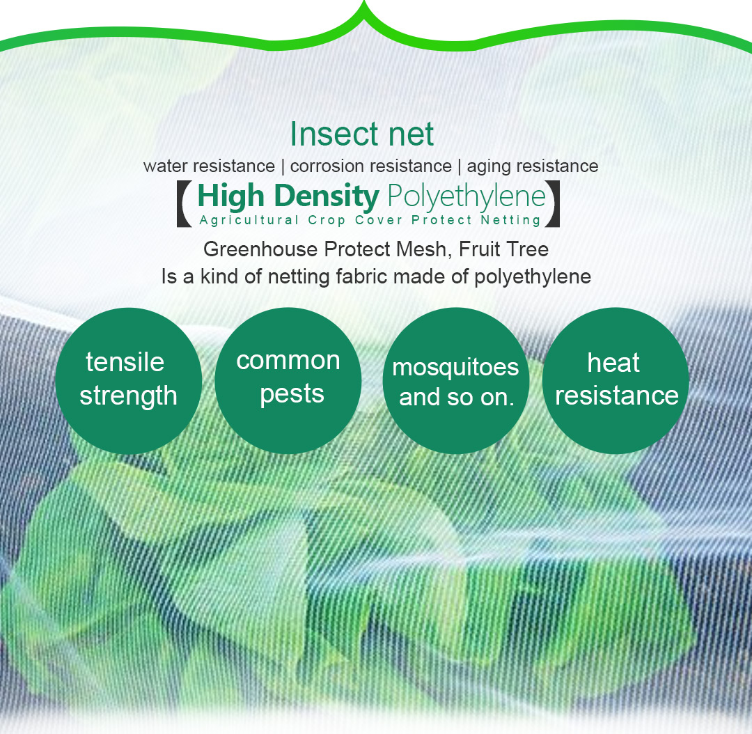 شبكة الحشرات 4