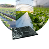 سعر المصنع الرخيص فيلم Black Plastic Mulch Biodechgedable UV Film for Agricultural